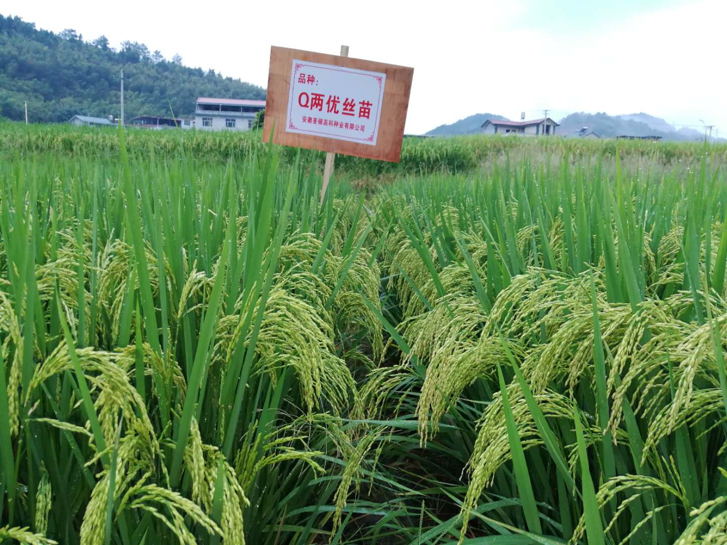 Q兩優(yōu)絲苗1.jpg Q兩優(yōu)絲苗1.jpg